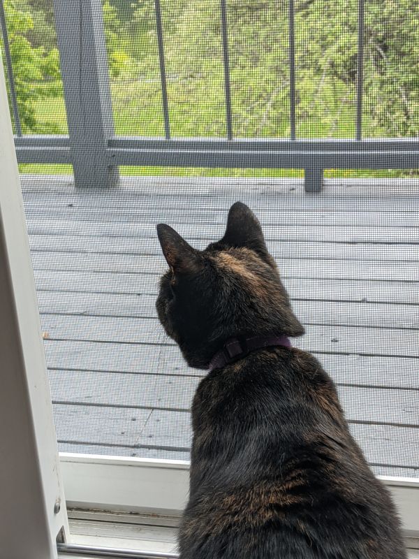 Patio Door with Screen